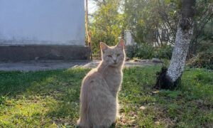 погода у Нікополі 24 вересня