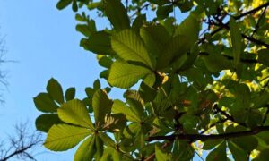 погода у Нікополі 4 вересня