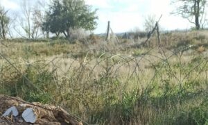На всій вулиці залишився один незламний чоловік: у Нікополі волонтерка просить врятувати з-під обстрілів кішку з кошенятами і лісового кота (фото)