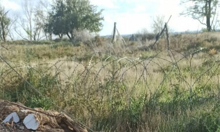 На всій вулиці залишився один незламний чоловік: у Нікополі волонтерка просить врятувати з-під обстрілів кішку з кошенятами і лісового кота (фото)