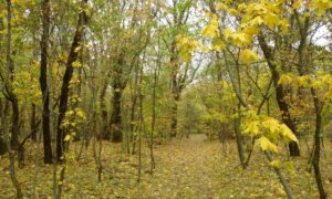 Ліс у голому степу, або старовинний сад Гаркушевського на Нікопольщині і його таємниця – розповідь краєзнавця (фото) 2 Ліс у голому степу, або старовинний сад Гаркушевського на Нікопольщині і його таємниця – розповідь краєзнавця (фото)