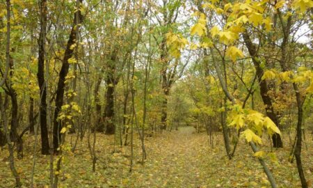 Ліс у голому степу, або старовинний сад Гаркушевського на Нікопольщині і його таємниця – розповідь краєзнавця (фото) 35 Ліс у голому степу, або старовинний сад Гаркушевського на Нікопольщині і його таємниця – розповідь краєзнавця (фото)
