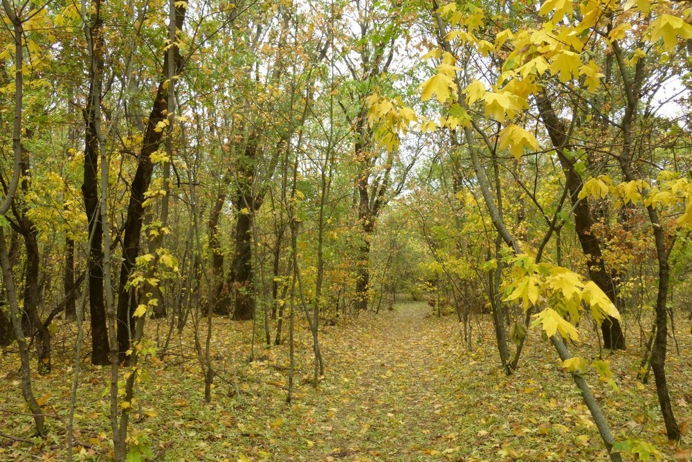Ліс у голому степу, або старовинний сад Гаркушевського на Нікопольщині і його таємниця – розповідь краєзнавця (фото) 1 Ліс у голому степу, або старовинний сад Гаркушевського на Нікопольщині і його таємниця – розповідь краєзнавця (фото)