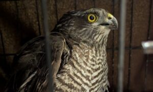 У Нікополі сьогодні сокіл «збив» ворожий дрон – соцмережі 2 У Нікополі сьогодні сокіл «збив» ворожий дрон – соцмережі