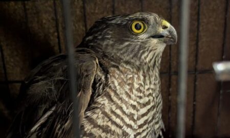 У Нікополі сьогодні сокіл «збив» ворожий дрон – соцмережі 43 У Нікополі сьогодні сокіл «збив» ворожий дрон – соцмережі