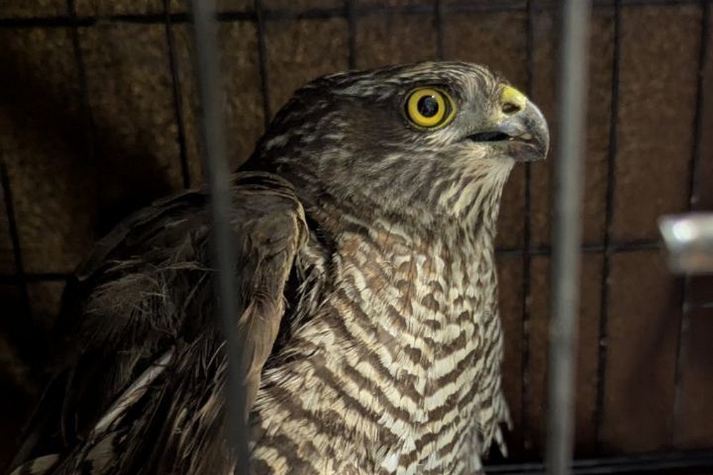 У Нікополі сьогодні сокіл «збив» ворожий дрон – соцмережі 1 У Нікополі сьогодні сокіл «збив» ворожий дрон – соцмережі