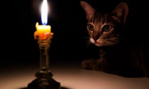 Чому у Нікополі на Північному регулярно відключають світло – пояснення депутата