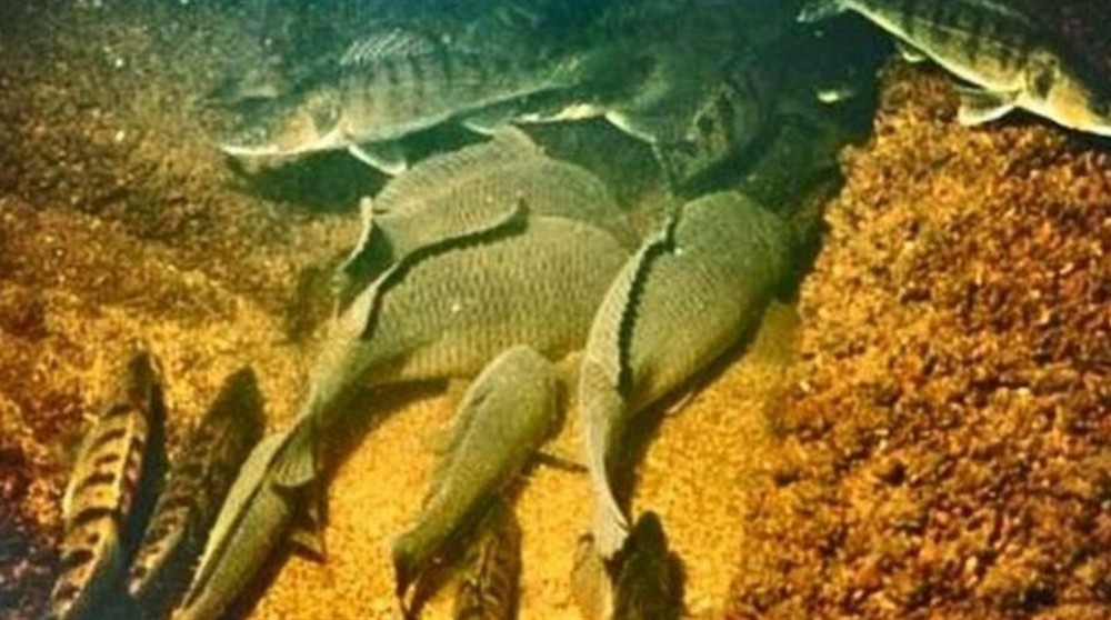 З 1 листопада на Дніпропетровщині починається заборона лову водних біоресурсів на зимувальних ямах З 1 листопада на Дніпропетровщині починається заборона лову водних біоресурсів на зимувальних ямах