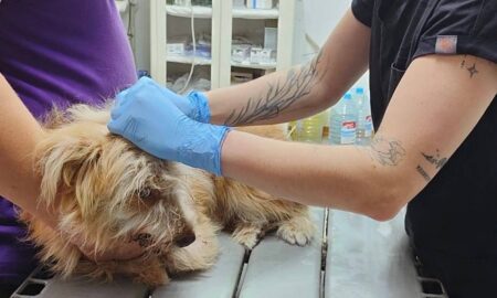 У Нікополі знову фіксують отруєння собак - Олена Вошун (відео) 47 у Нікополі