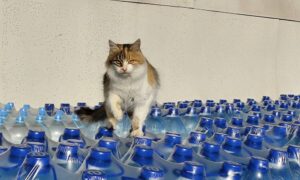 Мешканцям Томаківської громади роздали продуктові набори і воду (фото)