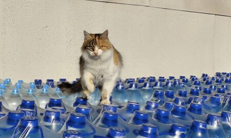 Мешканцям Томаківської громади роздали продуктові набори і воду (фото) 37 Мешканцям Томаківської громади роздали продуктові набори і воду (фото)