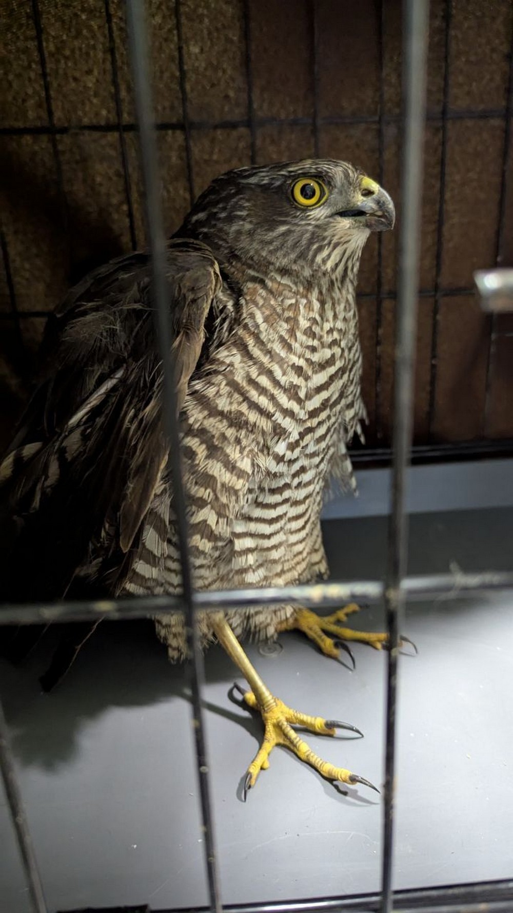 У Нікополі сьогодні сокіл «збив» ворожий дрон – соцмережі У Нікополі сьогодні сокіл «збив» ворожий дрон – соцмережі