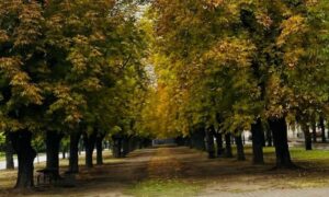 Погода у Нікополі