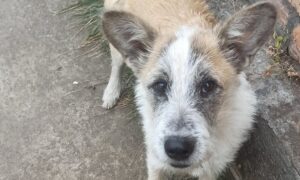 Викинули влітку в дощ хворе цуценя... У Нікополі песик шукає люблячу родину Адамсів (фото) 2 У Нікополі песик