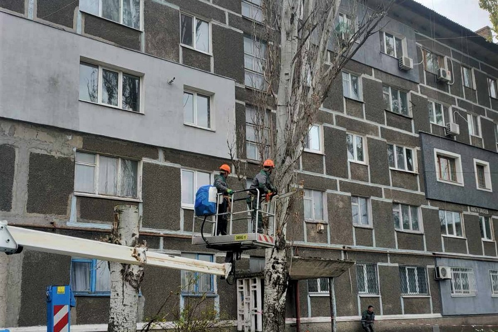 дерева 1