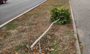 У Марганці зламали молоде дерево