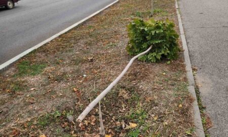 У Марганці зламали молоде дерево