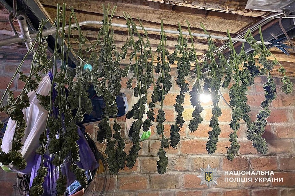 У Нікополі 33-річний чоловік незаконно зберігав канабіс (фото) 1 У Нікополі 33-річний чоловік незаконно зберігав канабіс (фото)