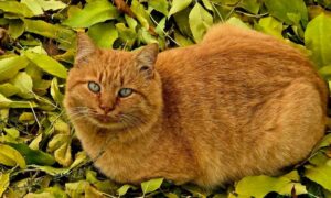 Без опадів: якою буде погода у Нікополі 31 жовтня 6 погода у Нікополі 31 жовтня