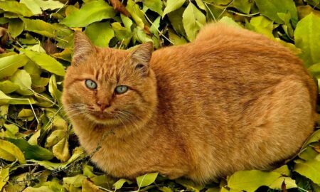 погода у Нікополі 31 жовтня