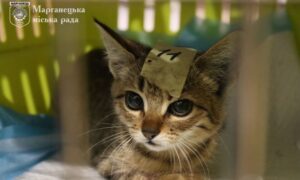 у Марганці проходить безкоштовна стерилізація