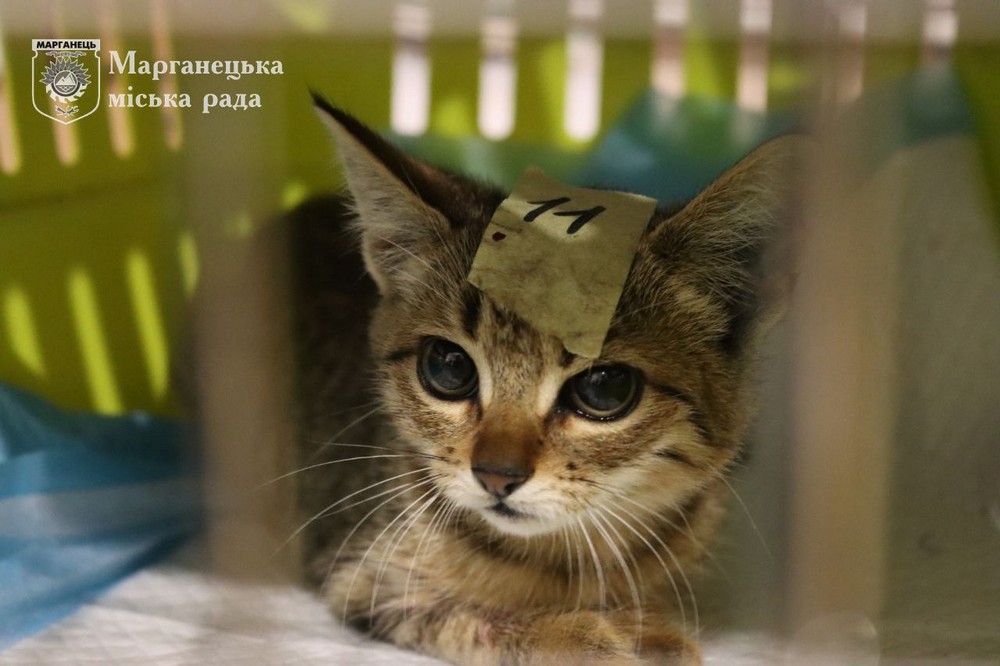 у Марганці проходить безкоштовна стерилізація