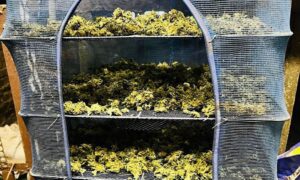 На Нікопольщині вдома у жінки знайшли майже 2 кг коноплі