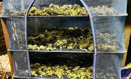 На Нікопольщині вдома у жінки знайшли майже 2 кг коноплі