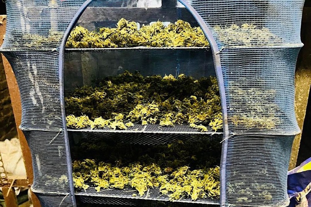 На Нікопольщині вдома у жінки знайшли майже 2 кг коноплі