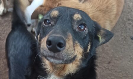 з прифронтового Нікополя