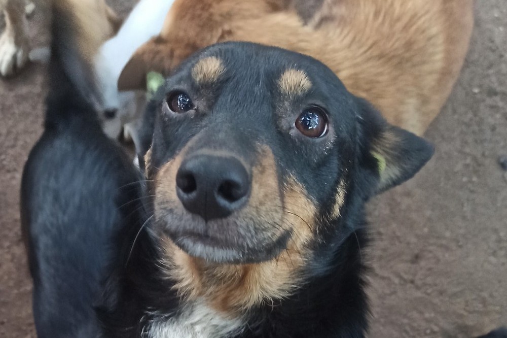 Ще 7 собак з прифронтового Нікополя знайшли родини у Польщі (фото) 1 з прифронтового Нікополя