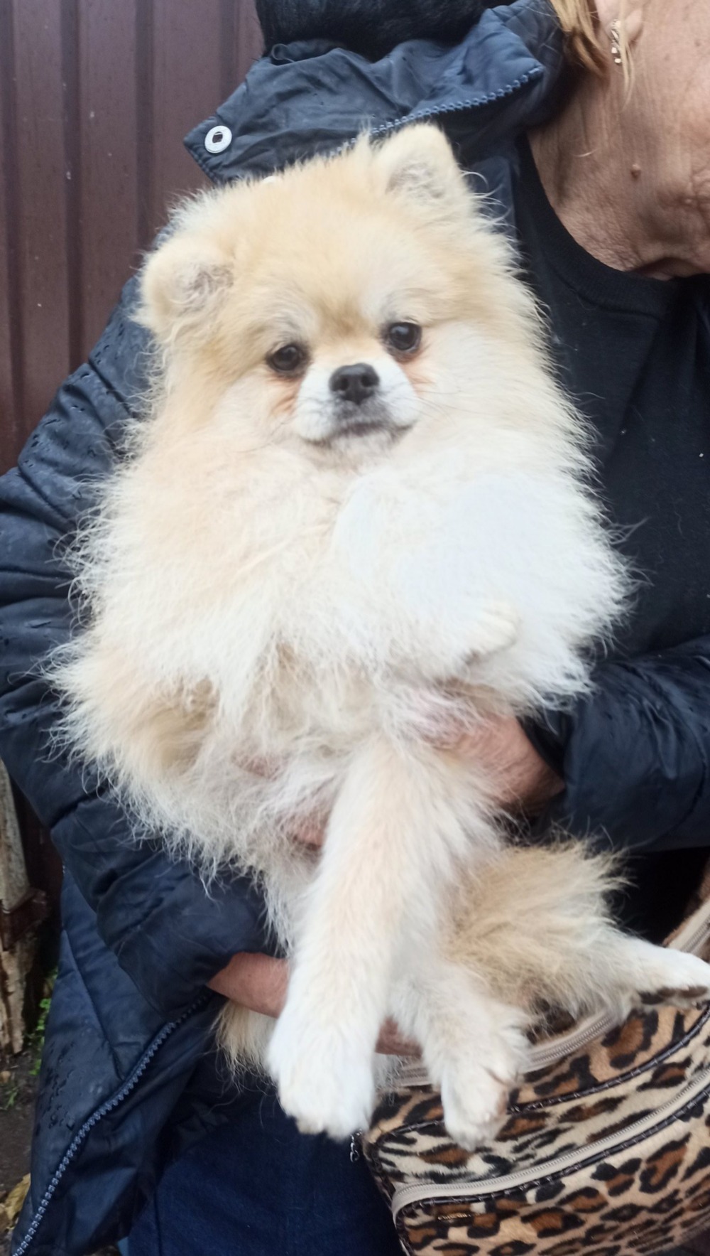 574322401 3730240190443894 572202745097126453 n 574322401 3730240190443894 572202745097126453 n