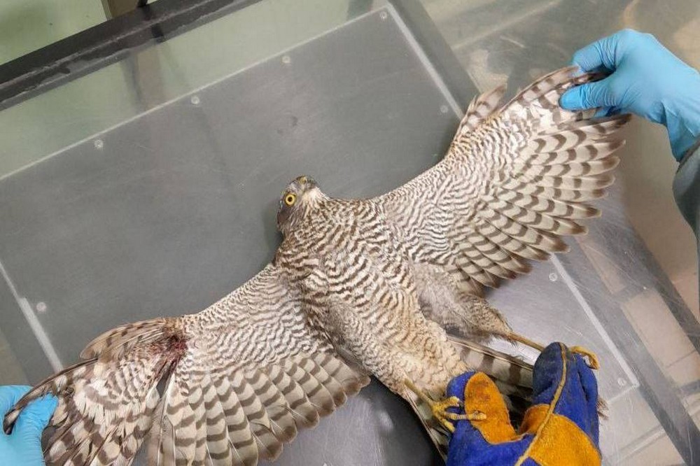 575127451 1260095139489012 5967941957751095624 n 575127451 1260095139489012 5967941957751095624 n