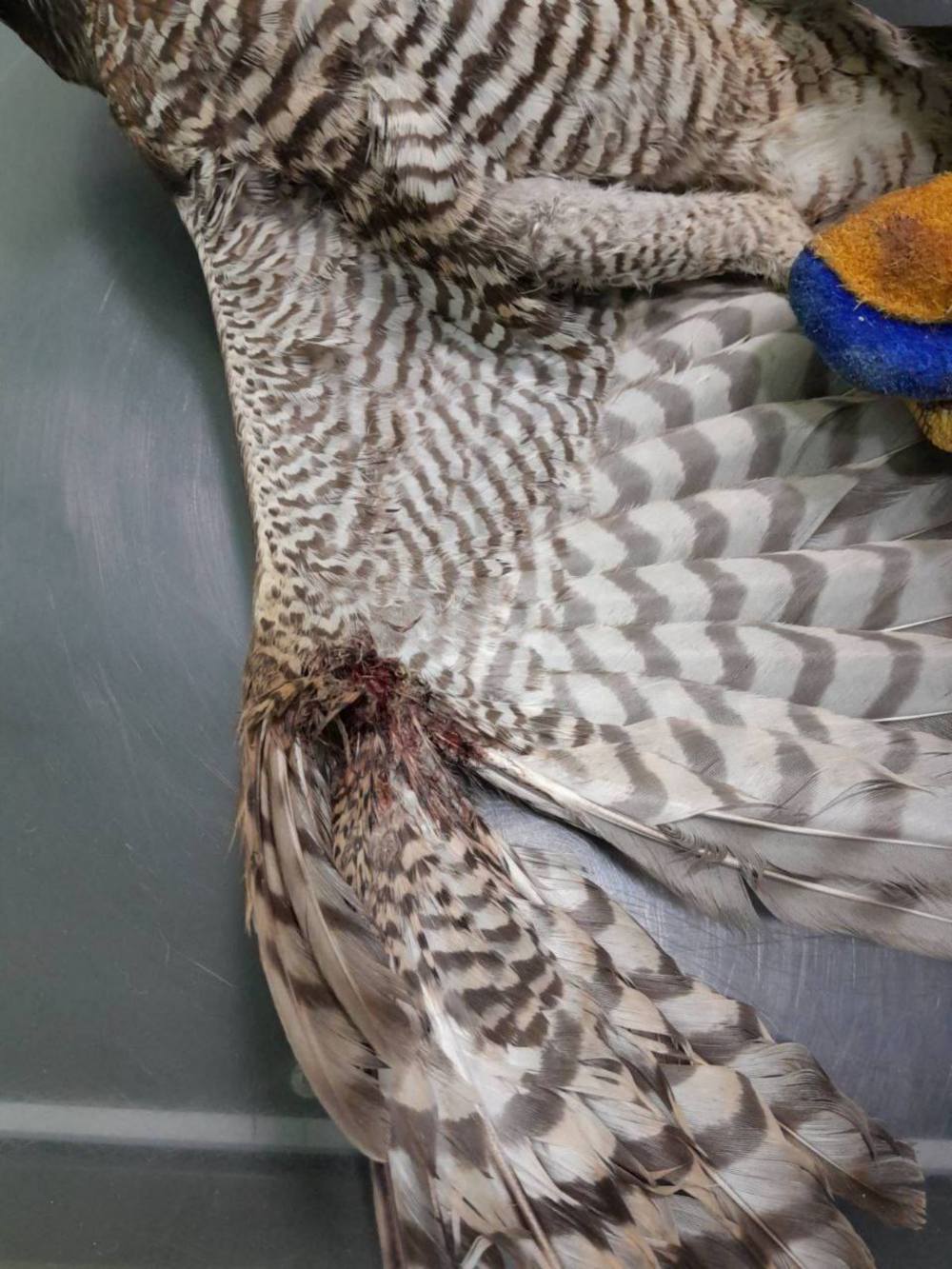 575137674 1260108162821043 8844173692386205316 n 575137674 1260108162821043 8844173692386205316 n