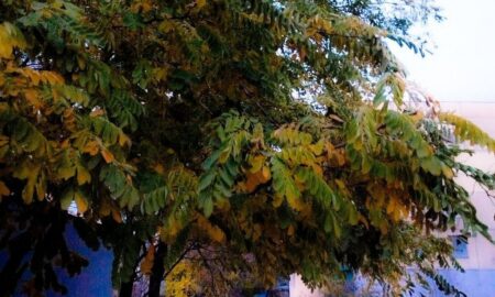 Погода у Нікополі