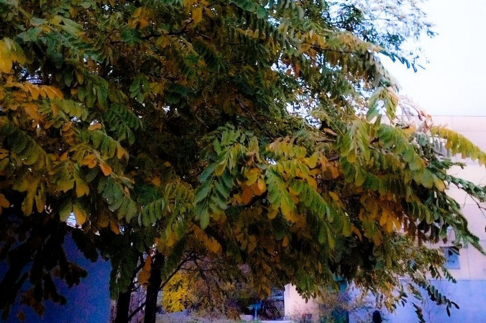 Погода у Нікополі