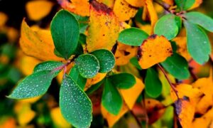 Погода у Нікополі