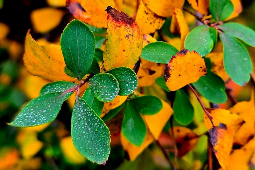 Невелика хмарність: погода у Нікополі 7 листопада 1 Погода у Нікополі