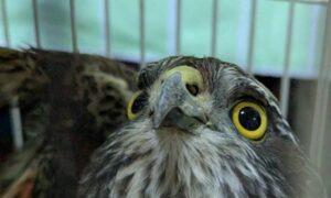 У Нікополі постраждав чоловік