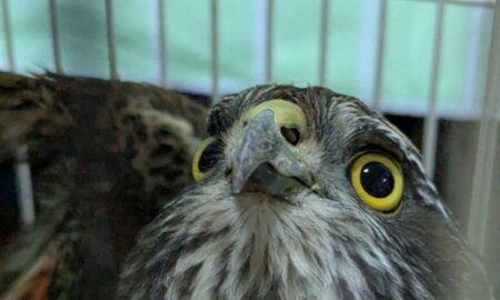 У Нікополі постраждав чоловік