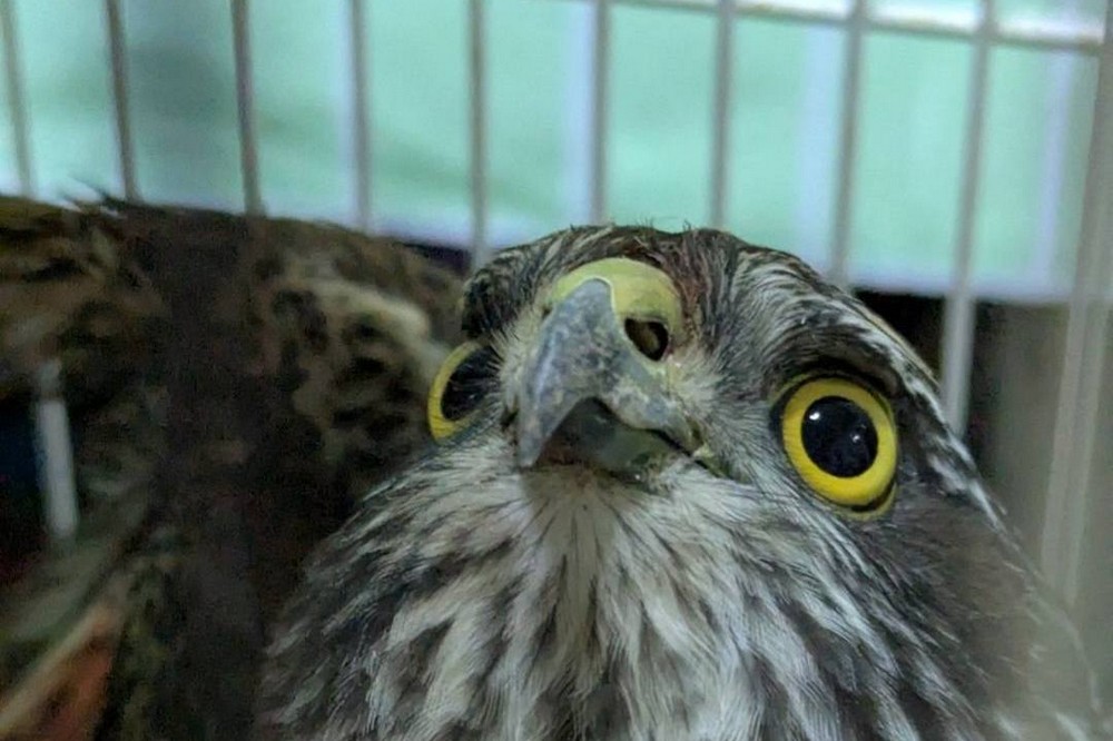 Не зможе повернутись на волю: у якому стані птах, що у Нікополі збив ворожий дрон (фото) 1 У Нікополі постраждав чоловік