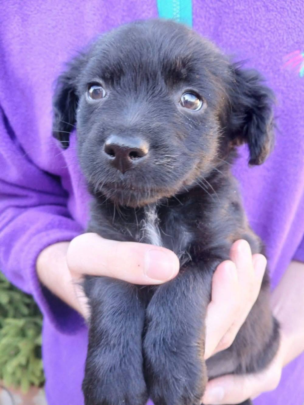 У Нікополі собака У Нікополі собака
