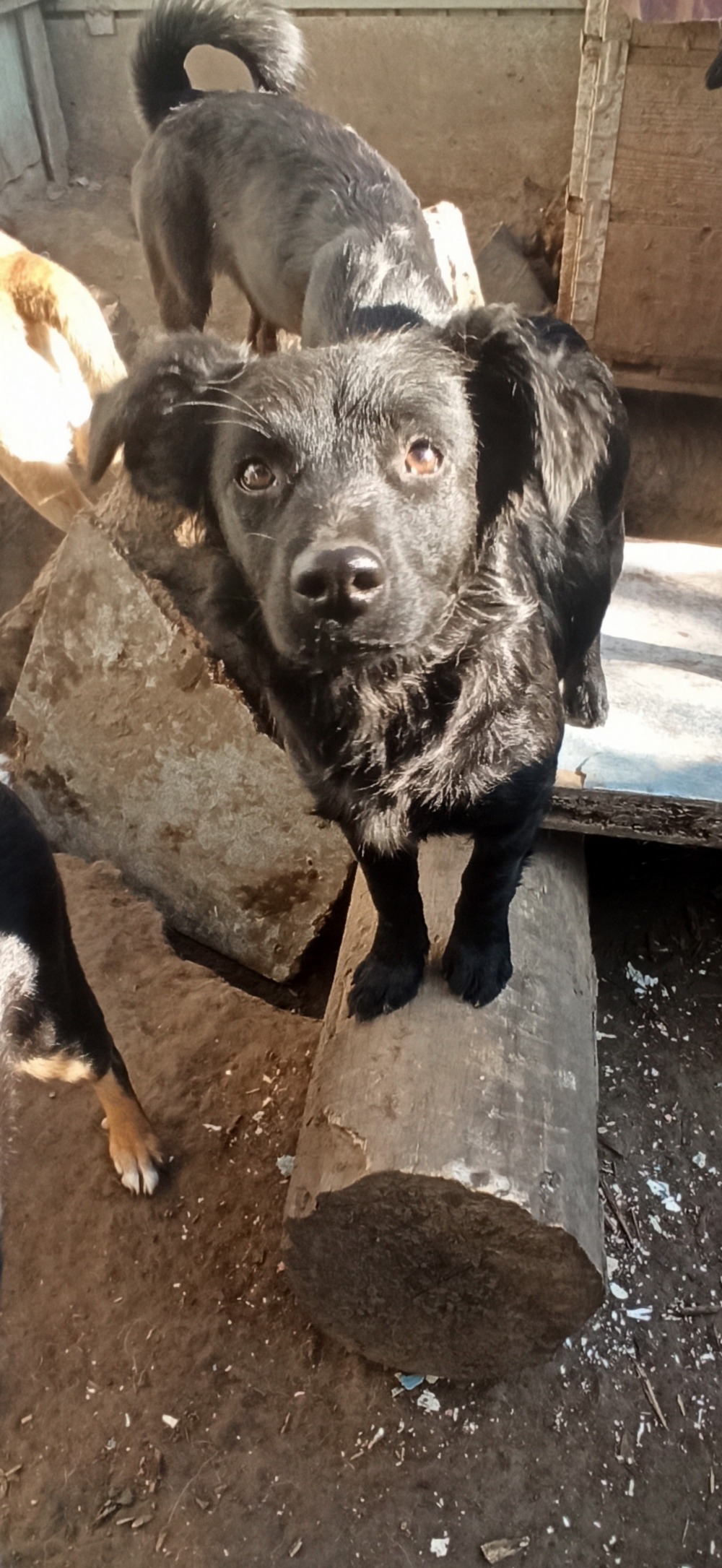 У Нікополі собака 2 У Нікополі собака 2