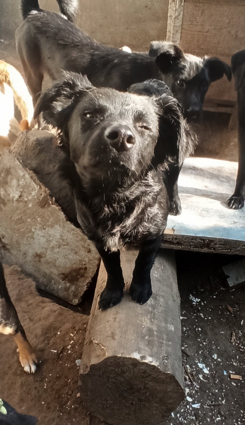 У Нікополі собака 4 У Нікополі собака 4