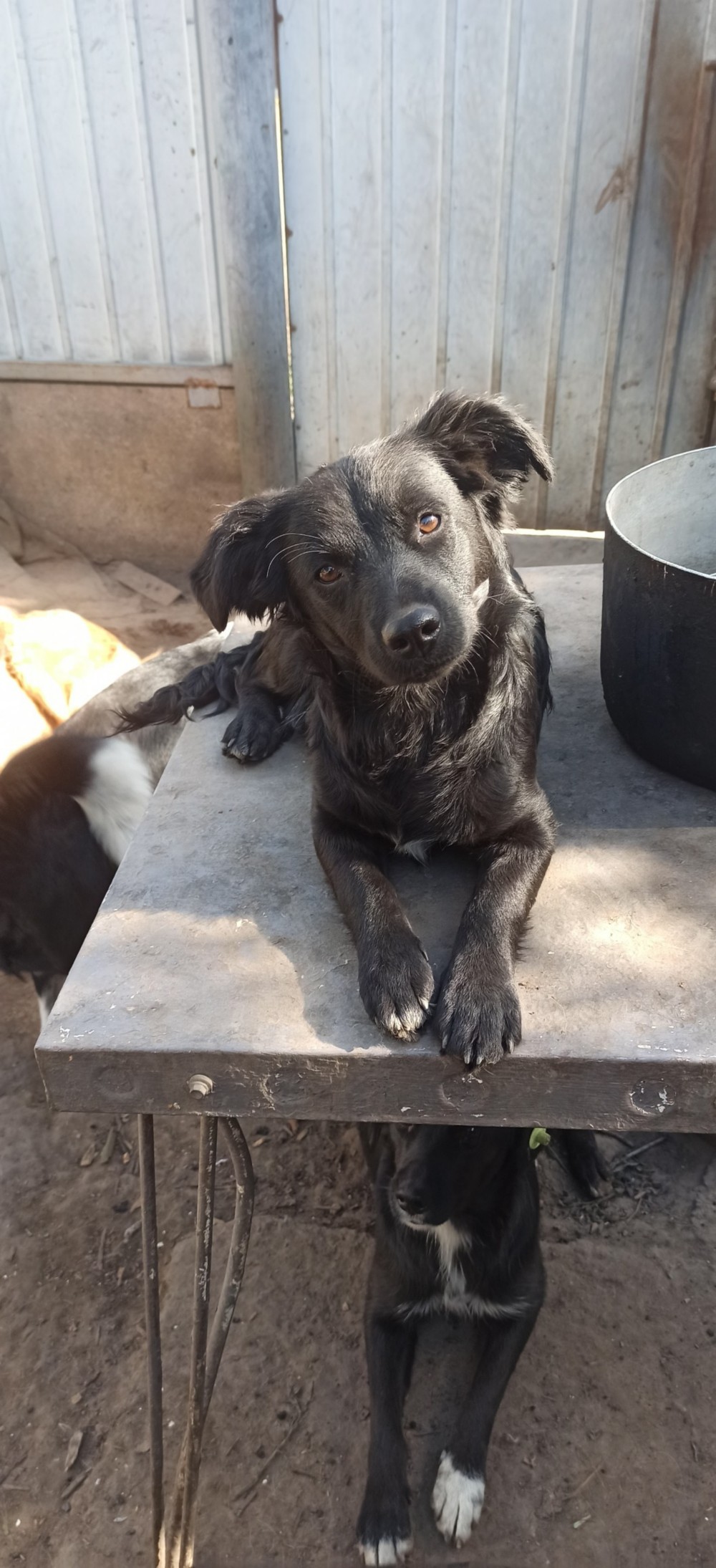 У Нікополі собака 5 У Нікополі собака 5