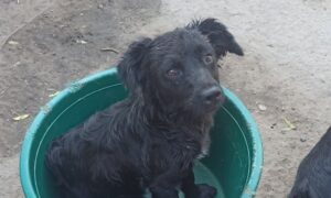 У Нікополі собака 6