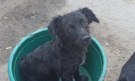 У Нікополі собака 6