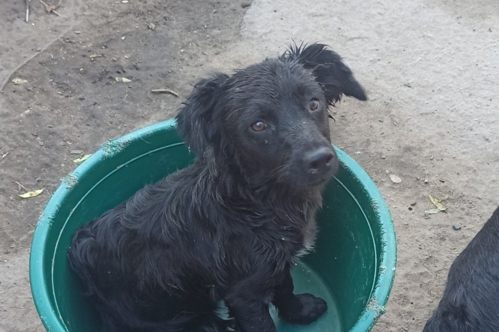 Викинули у зав'язаному мішку на смітник... У Нікополі собака шукає нову родину (фото) 1 У Нікополі собака 6