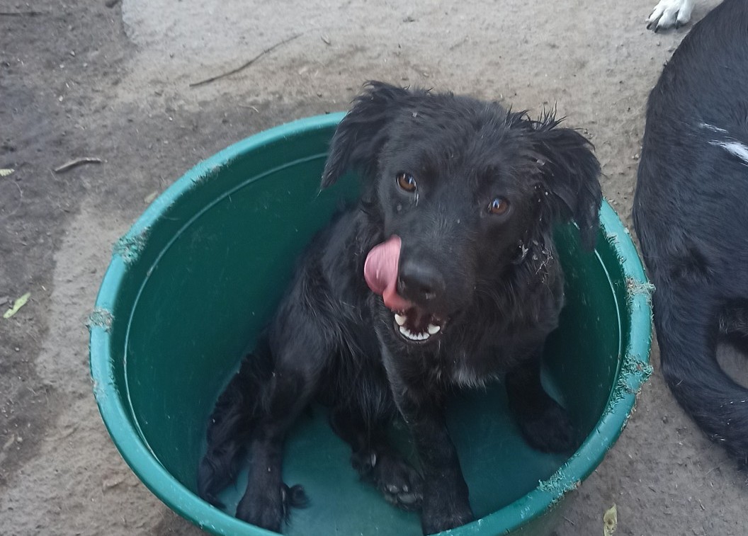 У Нікополі собака 7 У Нікополі собака 7