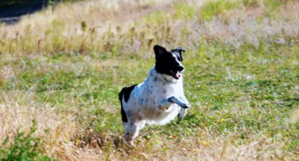 ВПО з Нікополя допомагає Червоний Хрест (відео) 2